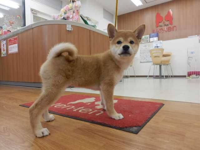 お散歩練習