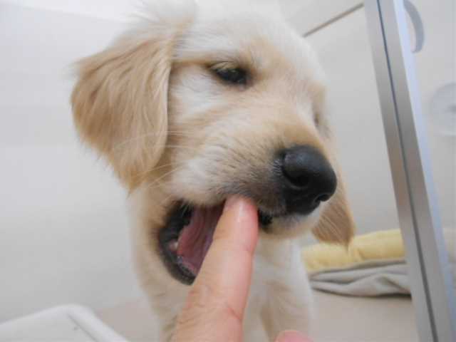おっとりなのです。