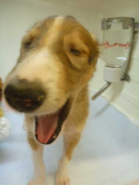 ★苫小牧初登場犬種！！！！★