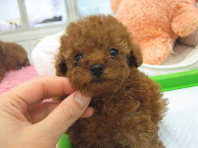 プーたんから　お・は・な・し♡
