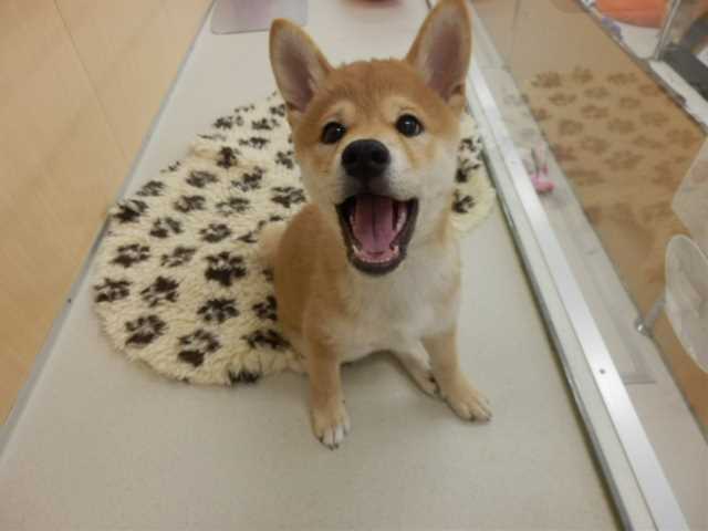今日のしばきちさん♪