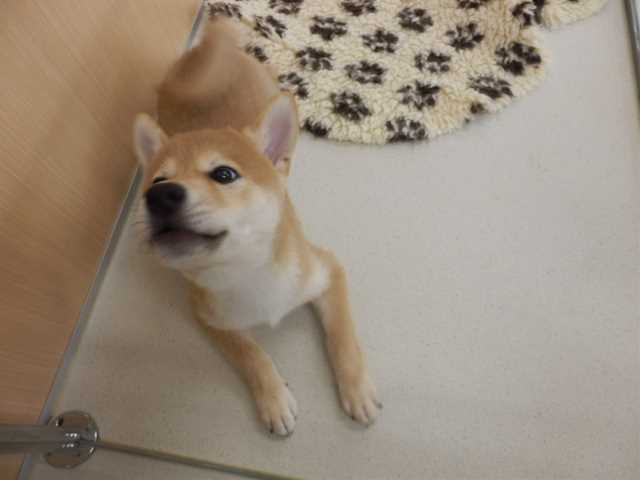 バトンタッチのお知らせ