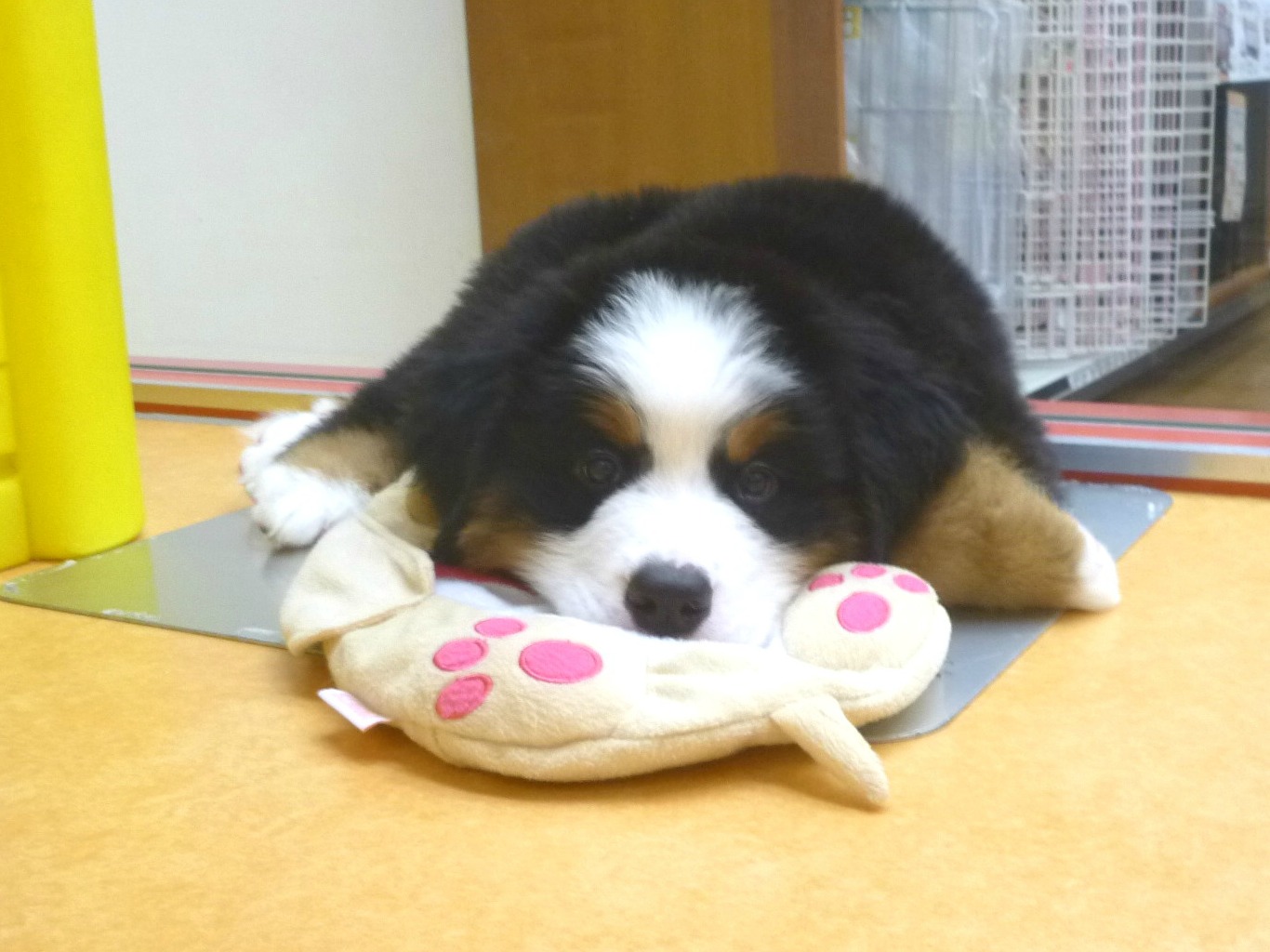 ★お気に入りグッズ♡ひんやりまくら！★