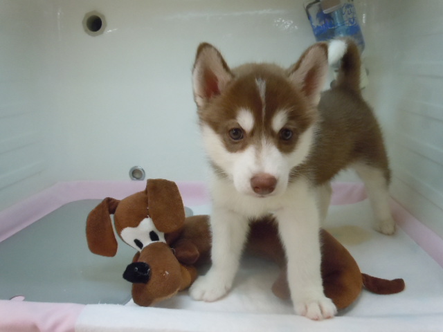 newおすすめ犬（＾－＾）