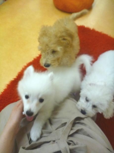 ★オススメ犬決定戦？★