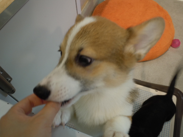 胴長！短足！コンビ！