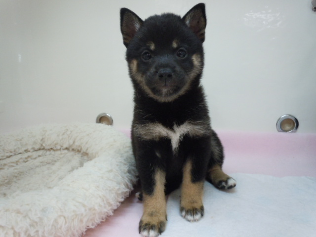 新・おすすめ犬❤