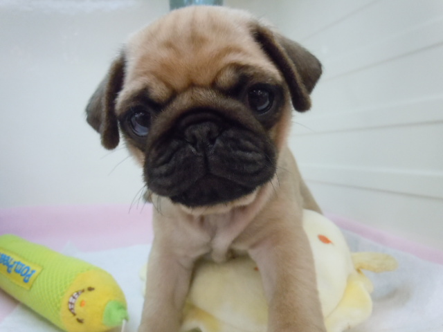 new おすすめ犬☆
