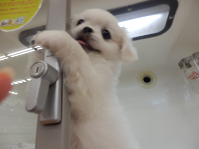 おトイレできたよ　♪