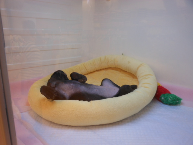 今日のぱーやん♪