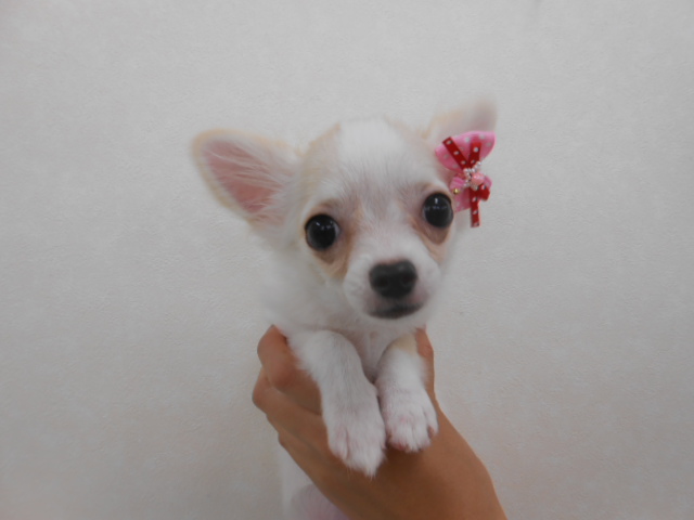 オシャレっ子ちーちゃん♪