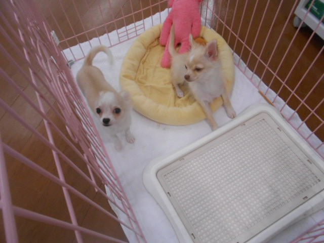 ちーちゃん、〇〇デビューの巻。