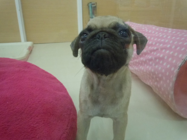 ぱっちゃんの気ままな１日（＾－＾）