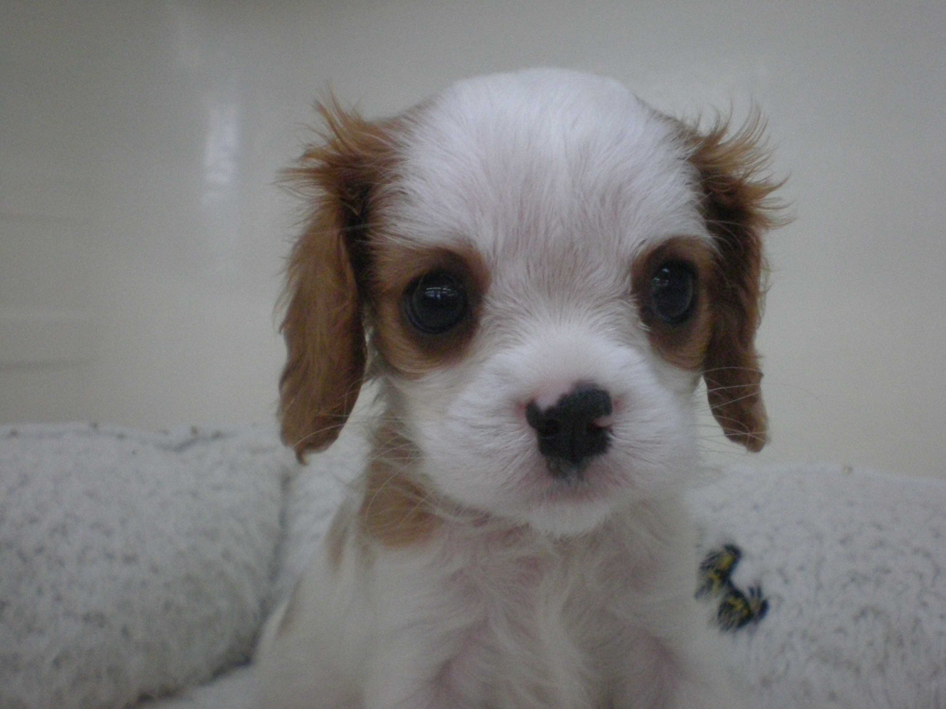 NEWオススメ犬！！