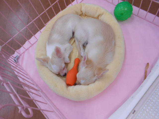 おうちがきまりました★