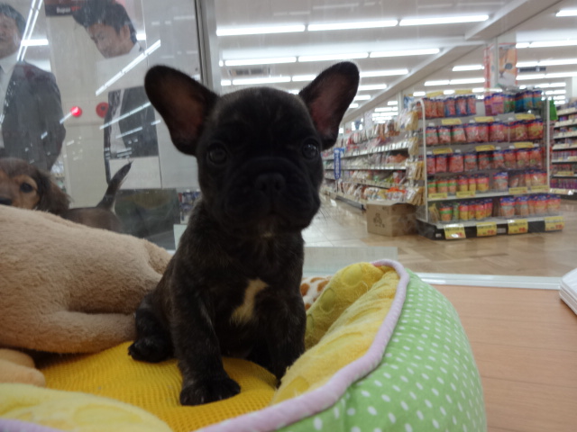 ☆ぶーやん登場ッ！！☆