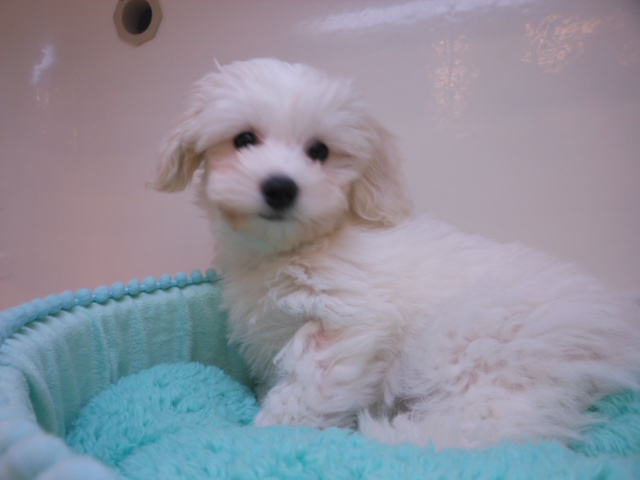 発寒店ＮＥＷオススメ犬☆