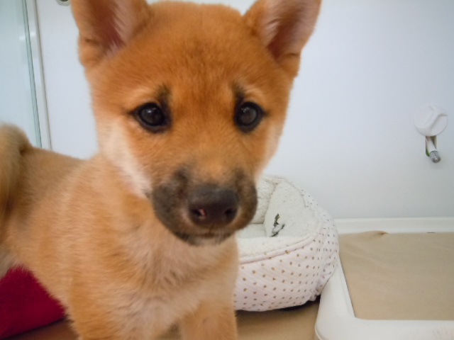 今日のシーちゃん(*^^)