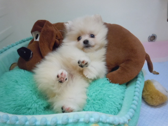 new おすすめ犬（*^_^*）