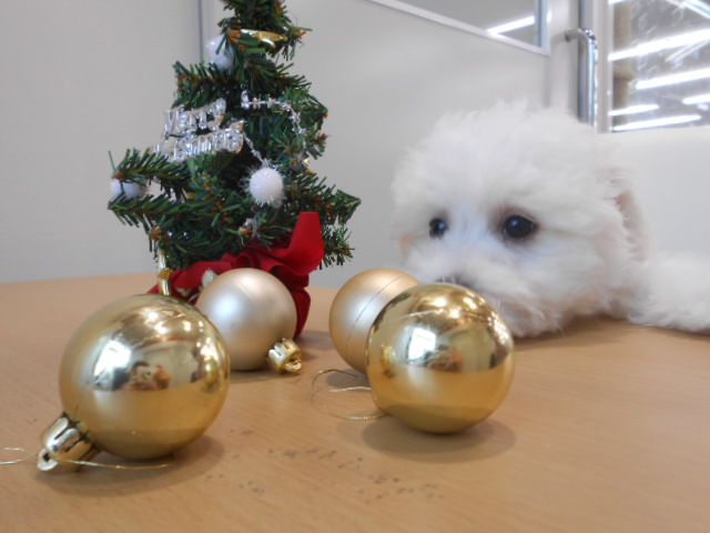 ☆び～ちゃんの一足早いクリスマス☆