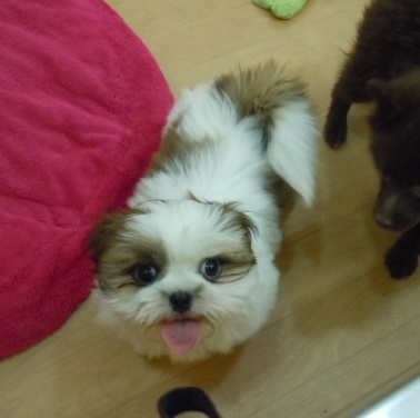 今日のシーちゃんは・・・