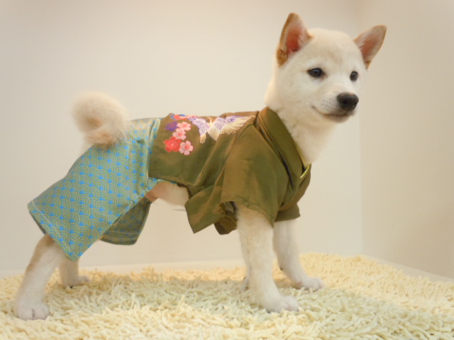 しばおくん、ドキドキの、、、、