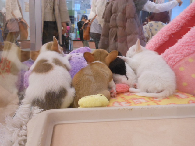 きょうのちったん