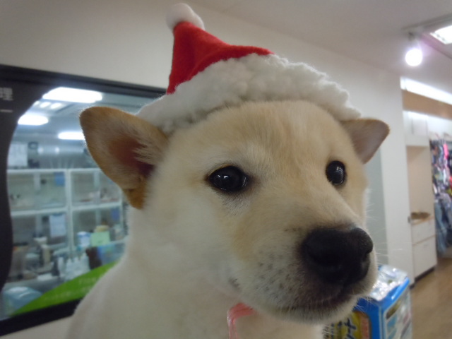 ☆お家が決まったよ☆