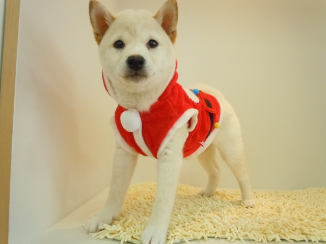 本日のしばおクン(^O^)／