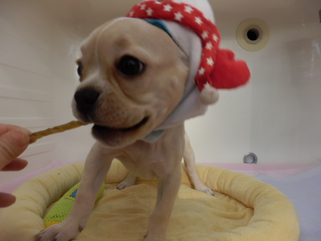 おしゃれしてみたよ！！