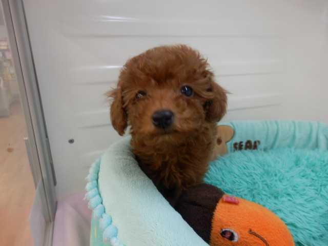 NEWオススメ犬だよ♪