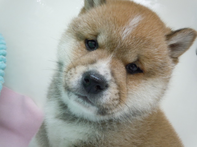 NEW ! おすすめワンコ❤