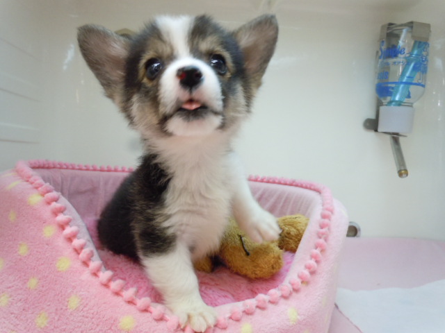 おすすめ犬紹介!!