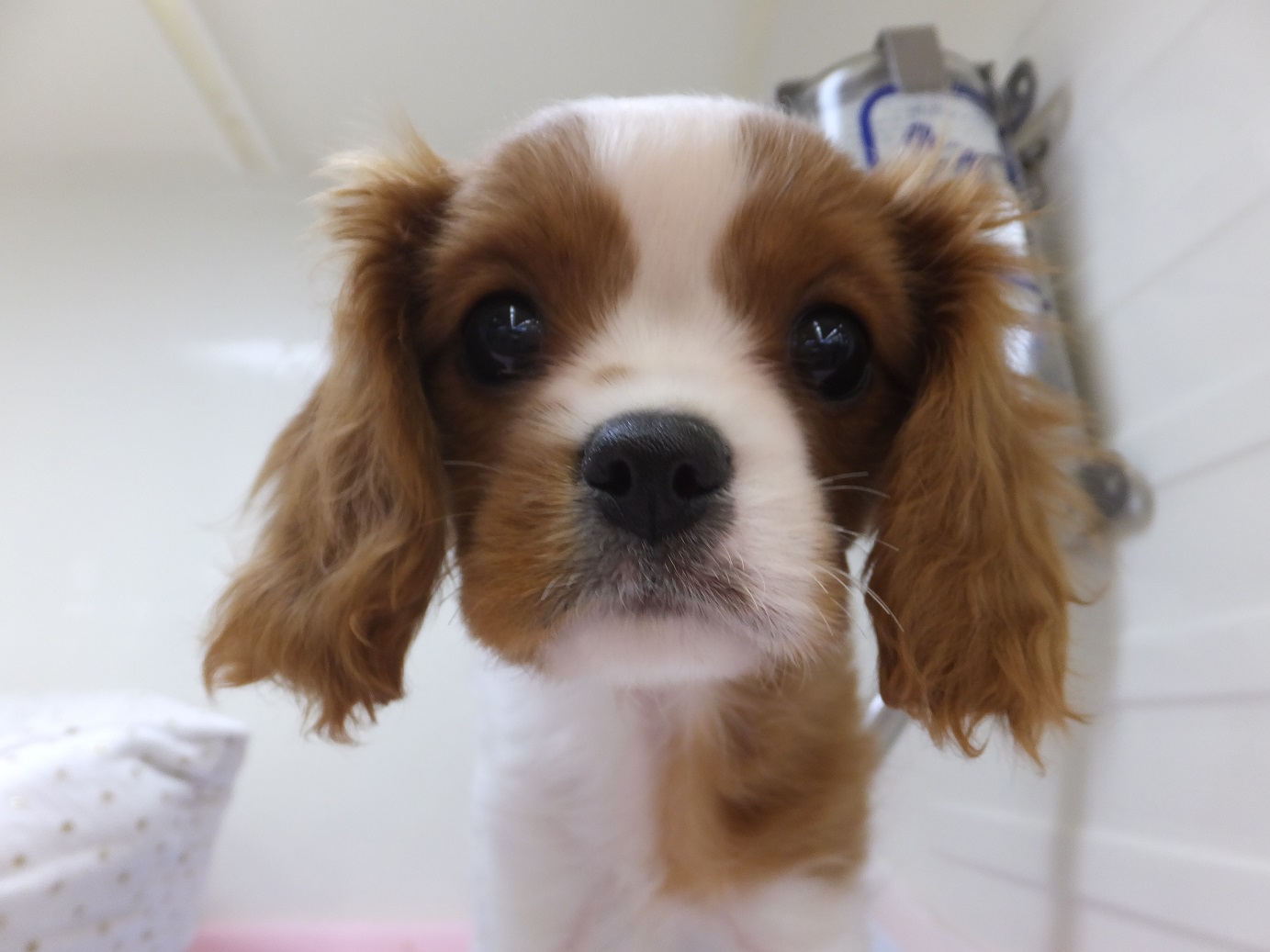 ぷーちゃんから重大発表！！