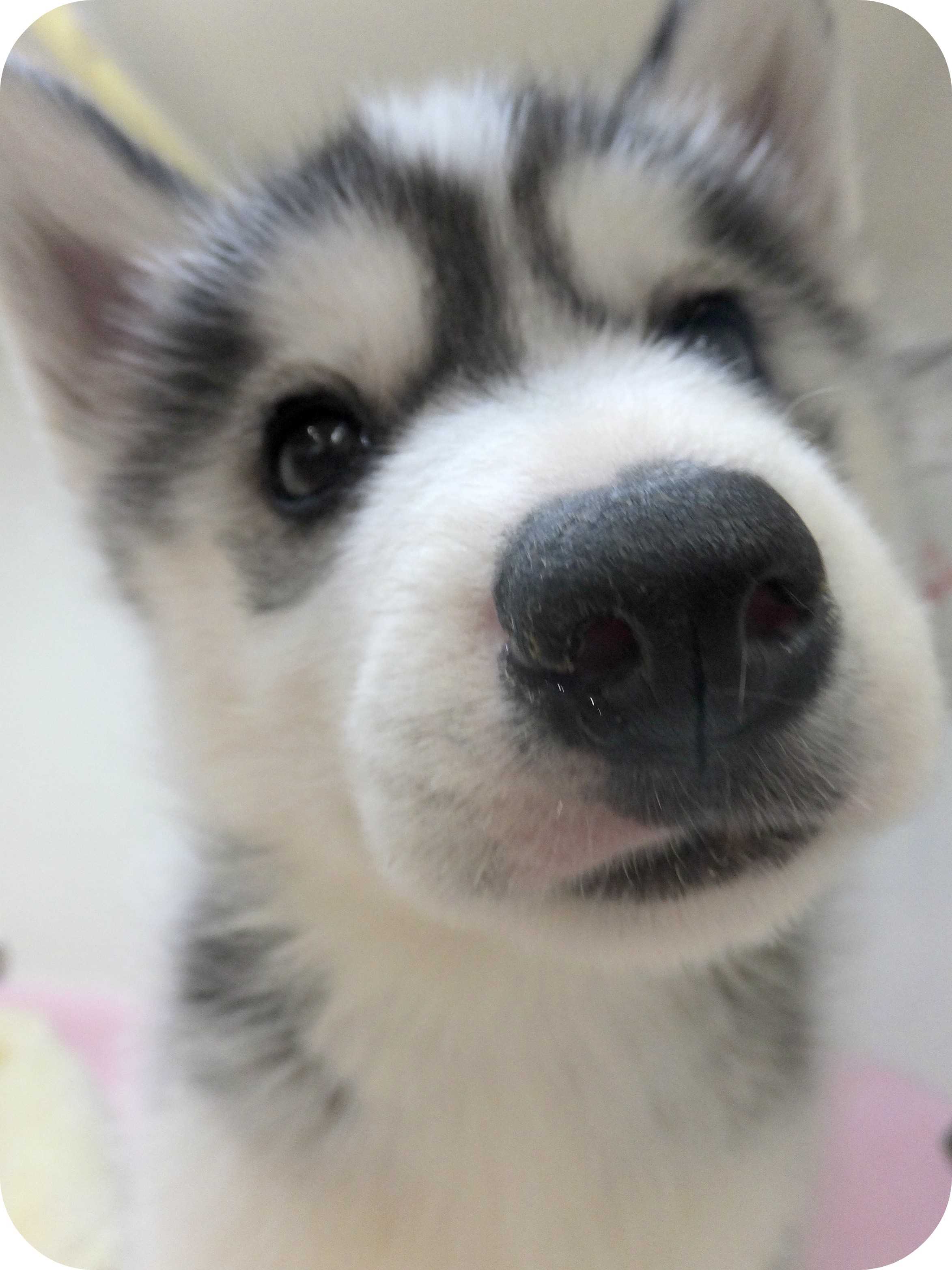 ★新オススメ犬ハスキー！★