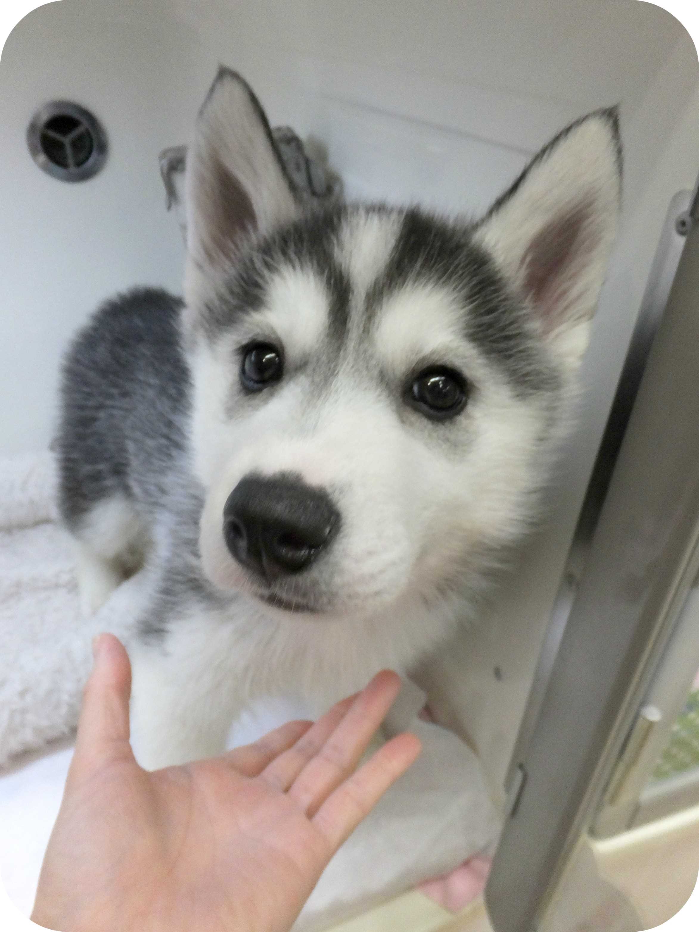 ☆今日のはーちゃん♪☆