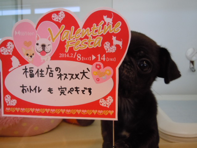 バレンタイン♡ぱーやん
