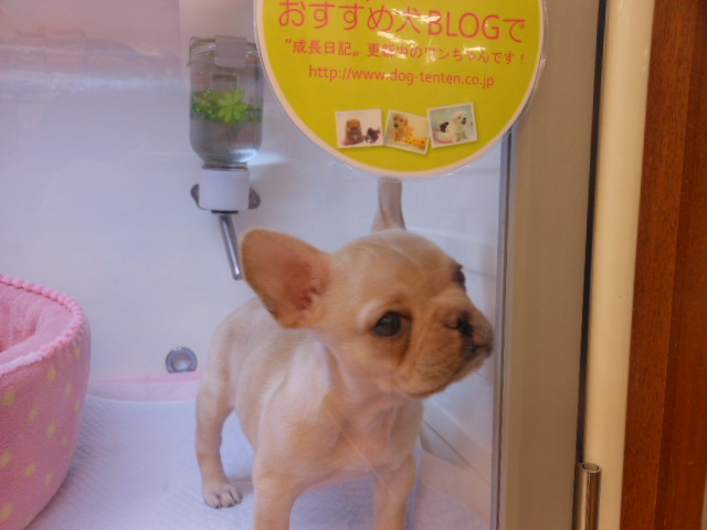 オススメ犬ぶーたん☆