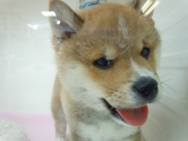 ☆柴たんの気ままな１日☆