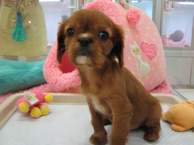 ☆ＮＥＷ！おすすめわんちゃん☆