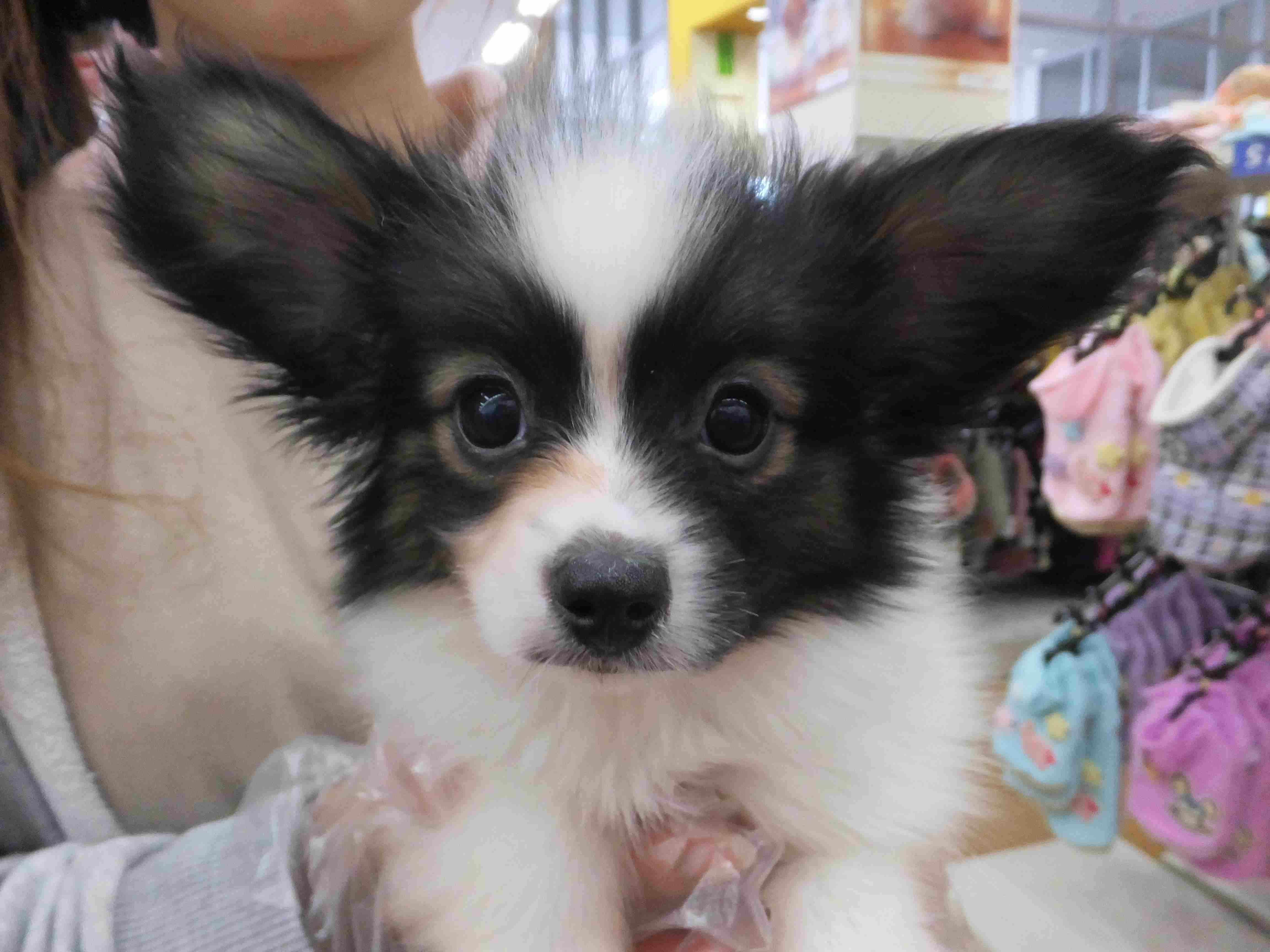 ★ＮＥＷオススメ犬パピちゃん！★