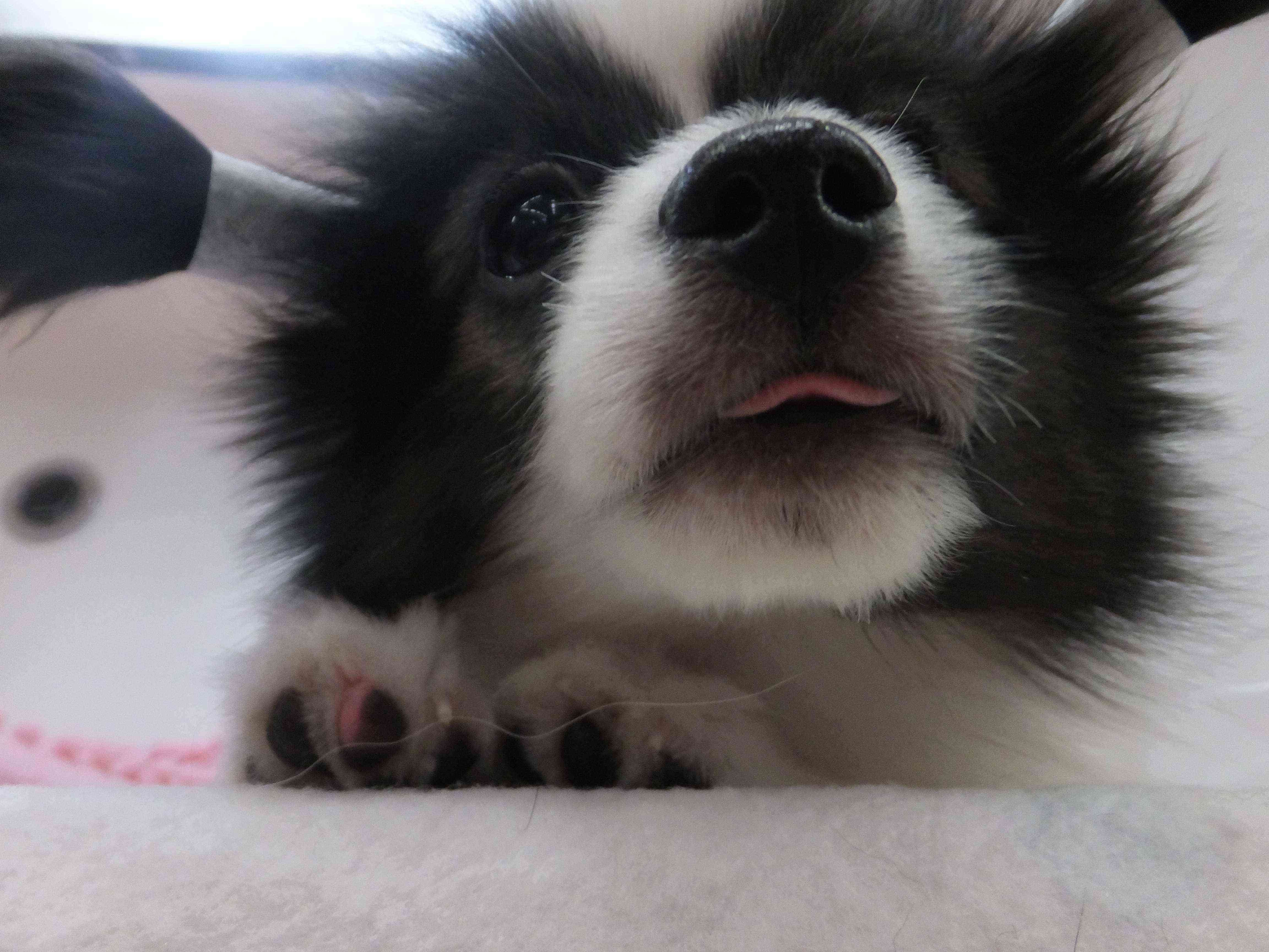 パピちゃんの不意打ち！！