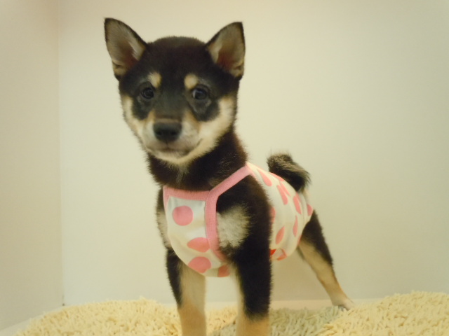 モデル犬・しばこ☆