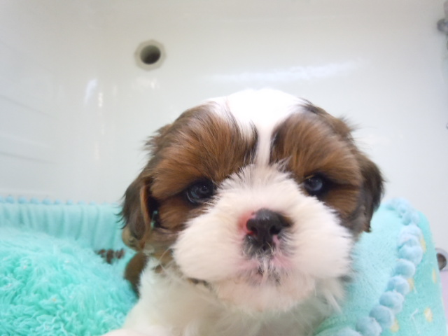 おすすめ犬任命☆彡