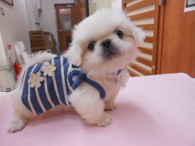☆★☆ぺーたくんのファッションショー☆★☆