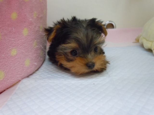 あっという間の。。。（TT）