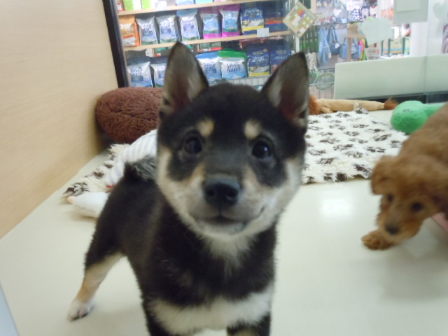 しばこさんのお引越し（＾＾*）♪