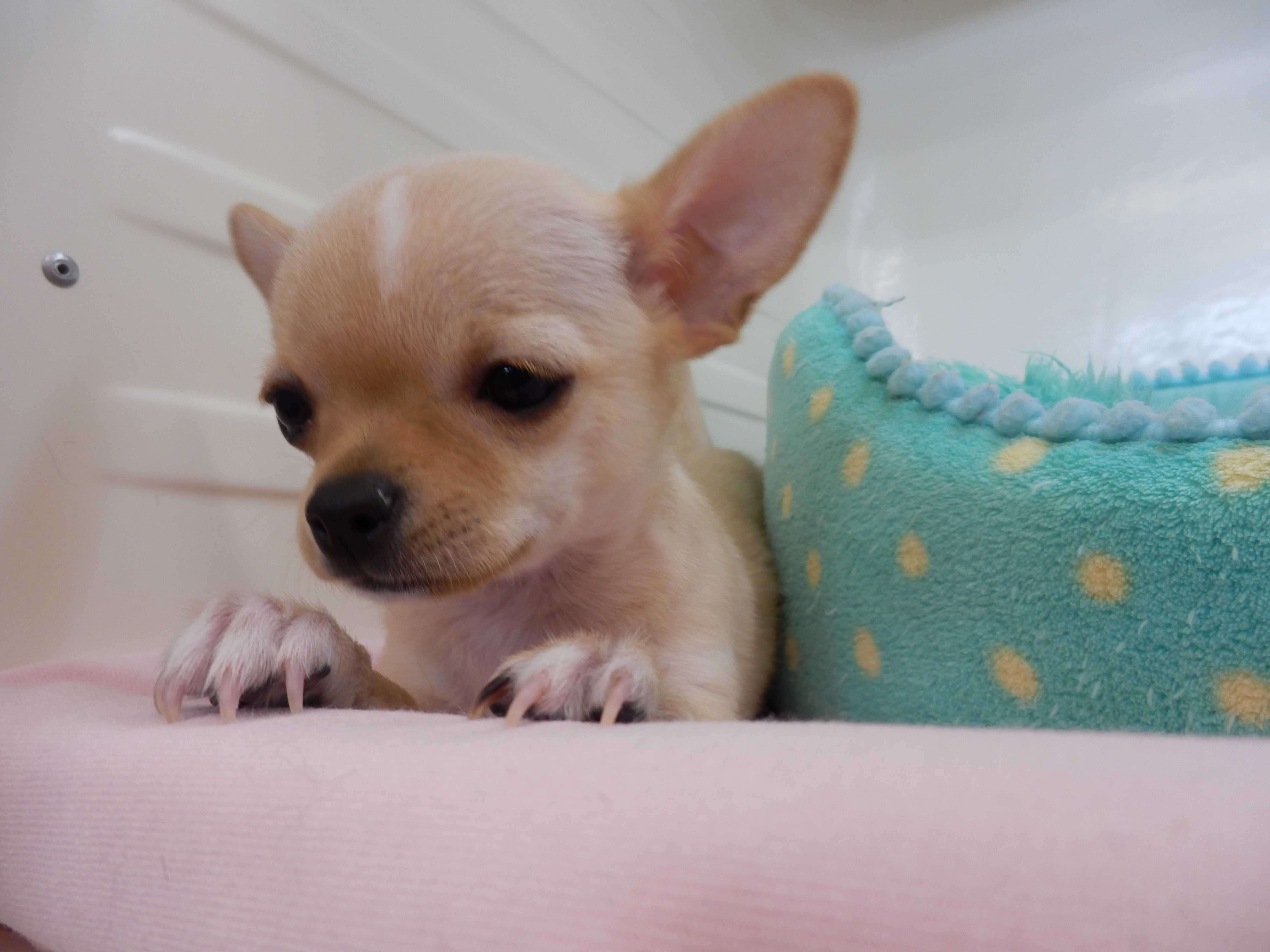 ぴかりんからのお知らせ