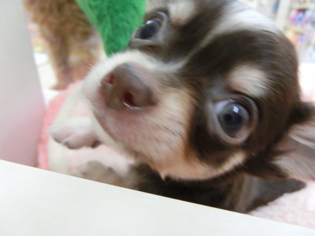 ♪清田店おすすめ犬ブログ始まります♪
