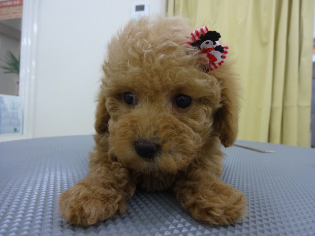 ☆　ＮＥＷおすすめ犬の発表です　☆
